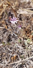 Lessingia hololeuca