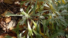Artemisia lagocephala
