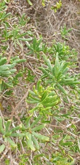 Nitraria billardierei
