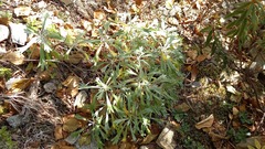 Artemisia lagocephala