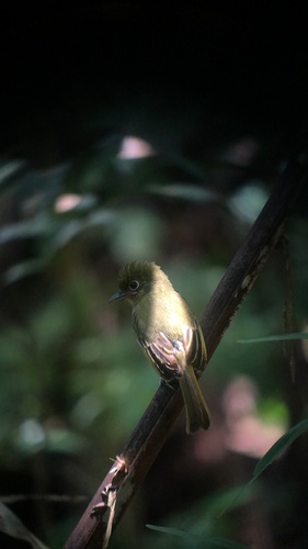 Western Olivaceous Flatbill (Rhynchocyclus aequinoctialis), photo 7
