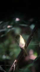 Rhynchocyclus olivaceus