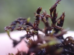 Schistidium rivulare