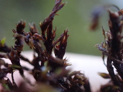 Schistidium rivulare