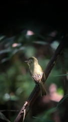 Rhynchocyclus olivaceus