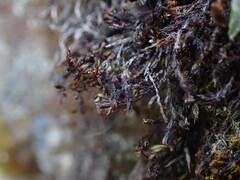 Schistidium rivulare