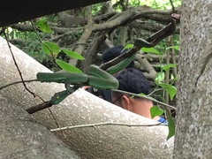Trimeresurus macrops