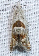 Eucosma apacheana