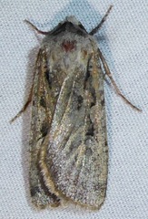 Setagrotis vocalis