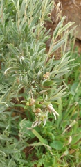 Atriplex paludosa