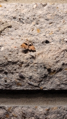 Cobubatha lixiva