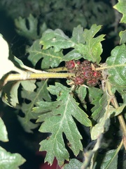 Disholcaspis eldoradensis