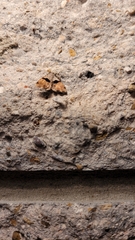 Cobubatha lixiva