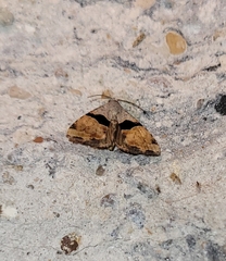 Cobubatha lixiva