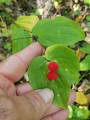 Prosartes trachycarpa
