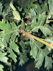Disholcaspis eldoradensis