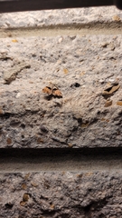 Cobubatha lixiva