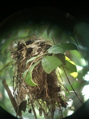 Rhynchocyclus olivaceus