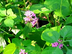 Mysoria affinis
