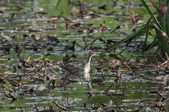 Hydrophasianus chirurgus