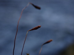 Ptychostomum