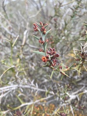 Daviesia pectinata