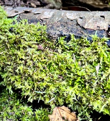 Brachythecium rutabulum