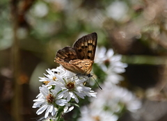 Lycaena