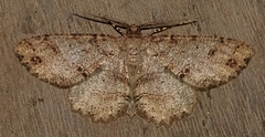 Melanolophia