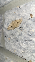 Frederickia s-signata