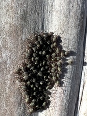 Cerastipsocus venosus