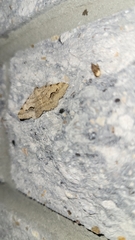 Frederickia s-signata