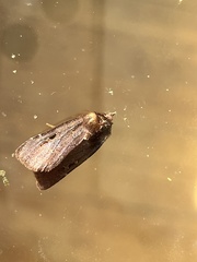 Austramathes purpurea