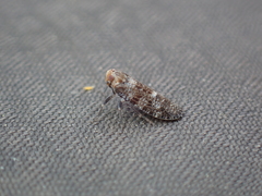 Plectoderini
