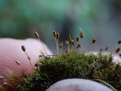 Gymnostomum aeruginosum