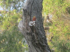 Platycercus icterotis