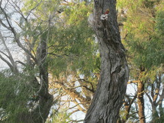 Platycercus icterotis