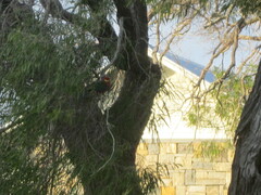 Platycercus icterotis