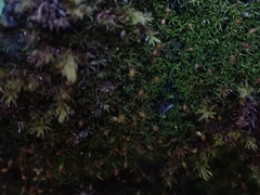 Gymnostomum aeruginosum