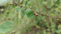 Phyllanthus reticulatus