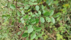 Phyllanthus reticulatus