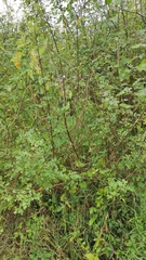 Phyllanthus reticulatus