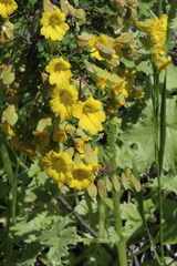 Tropaeolum hookerianum