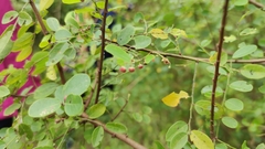 Phyllanthus reticulatus
