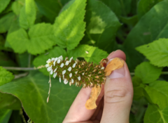Anemopsis californica
