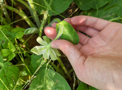 Anemopsis californica