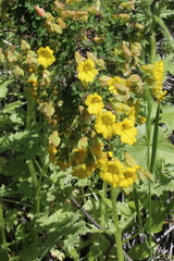 Tropaeolum hookerianum