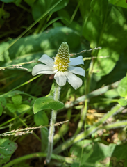 Anemopsis californica