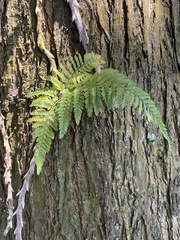 Davallia griffithiana