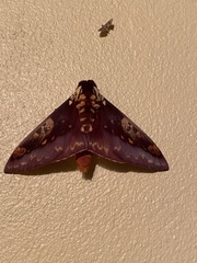 Citheronia phoronea
